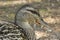 Beautiful vibrant color duck photo. Duck standing on the grass, male wild duck outside the water