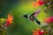 beautiful vibrant colored humming birds flying and aiming on a flower nectar,Generative AI