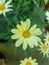 Beautiful vibrant daisy flower background