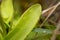 A beautiful, vibrant details of a common butterwort flowers in marsh after the rain.