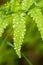 Beautiful, vibrant fern leaves on a natural background in a forest after the rain.