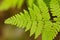 Beautiful, vibrant fern leaves on a natural background in a forest after the rain.