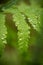Beautiful, vibrant fern leaves on a natural background in a forest after the rain.