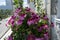 Beautiful vibrant flowers of pelargonium grandiflorum in small urban garden on the balcony
