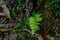 Beautiful vibrant green fern in the forest