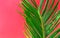 Beautiful vibrant green palm tree leaf on fuchsia pink wall background with sunlight leaks. Urban jungle summer tropical vacation