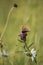 Beautiful vibrant image of Gatekeeper Pyronia Tithonus in wild flower meadow in Summer