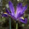 Beautiful vibrant iris flower scent sational in full bloom in Sp