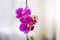 Beautiful Vibrant Orchids