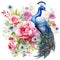 beautiful vibrant peacock and peonies clipart illustration