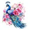 beautiful vibrant peacock and roses clipart illustration