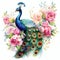 beautiful vibrant peacock and roses clipart illustration