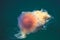 Beautiful vibrant picture of a floating jellyfish in atlantic ocean, norwegian sea also known as lions mane jellyfish, arctic