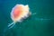 Beautiful vibrant picture of a floating jellyfish in atlantic ocean, norwegian sea also known as lions mane jellyfish, arctic