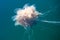 Beautiful vibrant picture of a floating jellyfish in atlantic ocean, norwegian sea also known as lions mane jellyfish, arctic