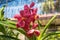 Beautiful vibrant pink orchid flowers in the tropical garden