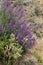 Beautiful vibrant purple lupine, Big Sur, CA.