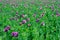 Beautiful vibrant purple violet poppy Papaver somniferum field at sunset