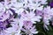 Beautiful, vibrant purple and white daisy