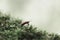 Beautiful vibrant Pyrrhocoris apterus looks thoughtfully at the sky among green moss