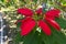 Beautiful vibrant red Poinsettia Christmas star decorative flowers