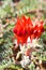 Beautiful vibrant red Sturt Desert Pea