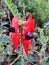 Beautiful vibrant red Sturt Desert Pea