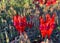Beautiful vibrant red Sturt Desert Pea