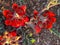 Beautiful vibrant red Sturt Desert Pea