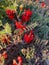 Beautiful vibrant red Sturt Desert Pea