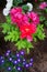 Beautiful vibrant rose pink peony flower, little blue flowers. Flowerbed