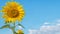 Beautiful vibrant sunflower with blue sky and white cloud at background with copy space