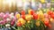 Beautiful vibrant tulip flowers with space for copy on blurred defocused background