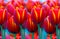 Beautiful Vibrant Tulips