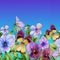 Beautiful vibrant violet flowers with green leaves on blue sky background. Seamless floral pattern. Watercolor painting.