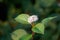 Beautiful and vibrant white flower growing in a peaceful backyard garden with copy space. Flowering cornus alba plant