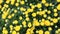 Beautiful vibrant yellow chrysanthemum flowers carpet background outdoor
