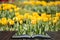 Beautiful vibrant yellow tulips in landscape country garden coming out of pages of open story book