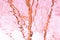 Beautiful vibrating reflections in the pink water, thin serpentine lines of tree trunks, abstract winding lines sway, shimmer,