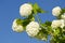 Beautiful viburnum Guelder Rose Snowball tree (Viburnum opulus) blossoms