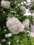 Beautiful Viburnum macrocephalum is blooming.