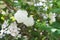 Beautiful Viburnum Opulus branch close up