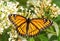 Beautiful Viceroy butterfly feeding on a Buddleia flower