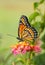 Beautiful Viceroy butterfly resting on top of a colorful Lantana