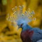Beautiful Victoria Crowned Pigeon proudly displays his headdress