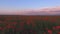 Beautiful video from drone aerial view above spring field of tulip and poppy flowers