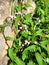 Beautiful vietnamese coriander flower