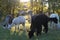 Beautiful view of adorable alpacas in an evergreen park in Belgium