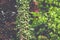 Beautiful view of alyssum flowers and green plants in a park