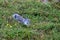 Beautiful view of American Pika (Ochotona princeps) running in the grass